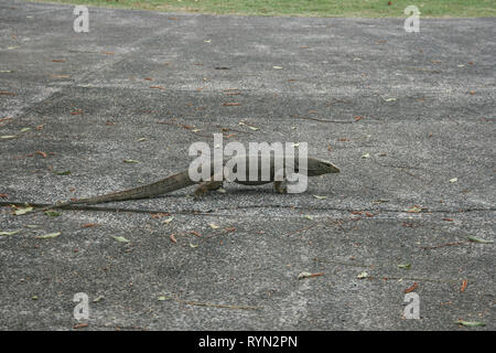 Monitor lizard al serbatoio MacRitchie, Thomson, Singapore Foto Stock