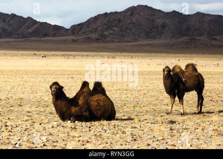 Cammelli nella steppa della Mongolia occidentale pedemontana. Foto Stock