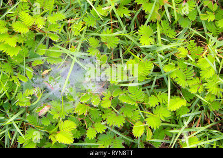 Gocce di rugiada sulla lama di erba e spider nido su mimosa pudica la pianta sensibile prato Foto Stock