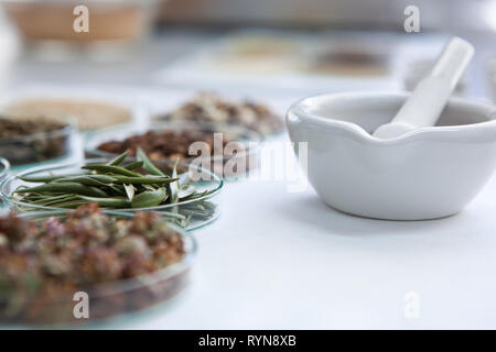 Diverse estrazioni di olivi in laboratorio nelle ciotole Foto Stock