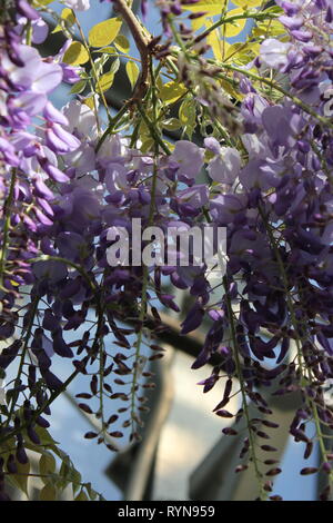 Wisteria sinensis (Cina) glicine viola fiore pendente da un cestello. Foto Stock