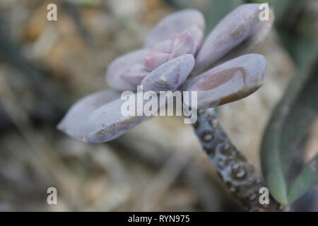 Graptopetalum pentandrum subsp. superbum, Crassulacea, impianto di ghost Foto Stock