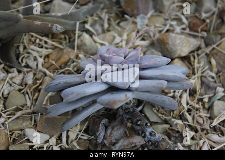 Graptopetalum pentandrum subsp. superbum, Crassulacea, impianto di ghost Foto Stock