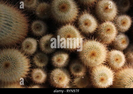 Torre giallo Cactus, cactus, palla dorata cactus, sfera di limone cactus, Parodia leninghausii, Notocactus leninghausii Foto Stock