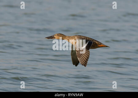 Northern Shoveler (spatola clypeata) femmina, a Gujarat, India Foto Stock