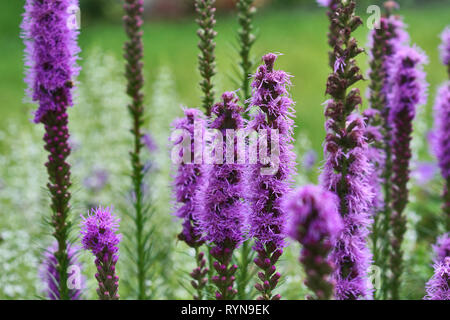 Violetto Porpora Liatris fiori sul prato Foto Stock