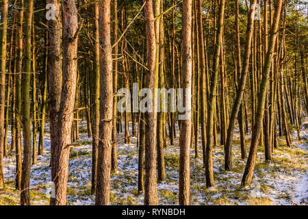 Penisola di Hel (Polonia) in inverno. Fila di alberi. Foto Stock