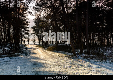 Penisola di Hel (Polonia) in inverno. Percorso nella Foresta con una forte luce solare anteriore. Foto Stock