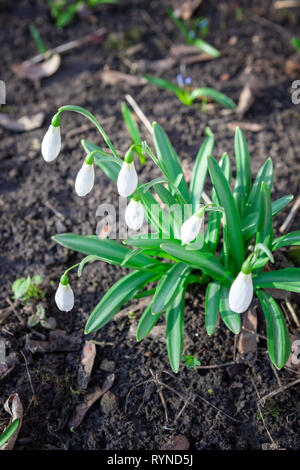 Snowdrop Galanthus nivalis. bellissimo fiori alla mattina presto nella primavera del giardino. Foto Stock