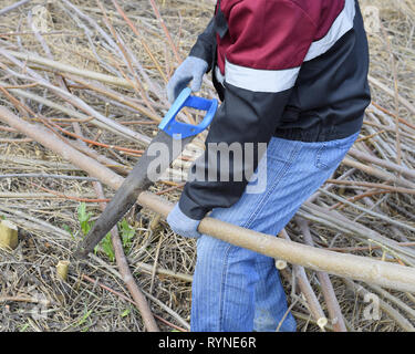 Uomo di seghe segagione di un ramo di albero. Segatura di legno con una sega a mano. Foto Stock