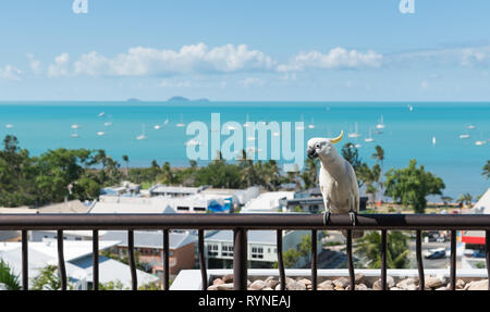 Zolfo-crested cockatoo sulla ringhiera con la bellissima spiaggia di Airlie in background, focus su cacatua Foto Stock