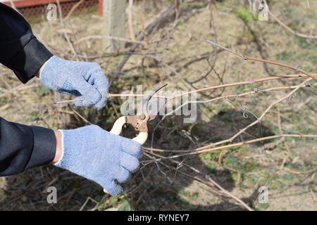 La potatura grapevine potatori. La rifinitura della struttura ad albero con una taglierina. La molla la potatura degli alberi da frutto. Foto Stock