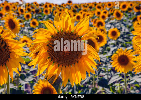 Felice girasoli nel campo impollinate dalle api Foto Stock