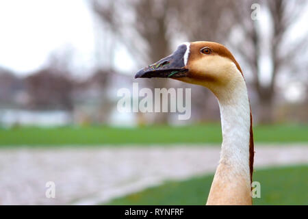 Chiudere fino ad un raro Anser cygnoides Swan testa d'oca con un collo lungo davanti a sfondo sfocato Foto Stock