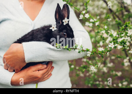 L'agricoltore che detiene il coniglio nero nella primavera del giardino. Little bunny con fiori sulla testa in seduta una donna le mani Foto Stock