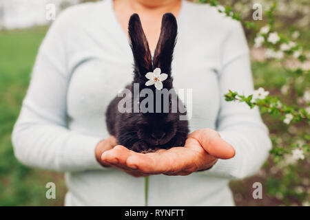 L'agricoltore che detiene il coniglio nero nella primavera del giardino. Little bunny con fiori sulla testa in seduta una donna le mani Foto Stock