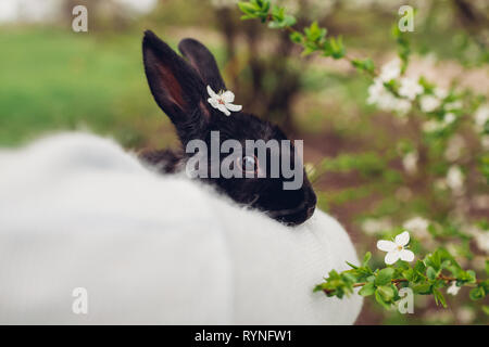 L'agricoltore che detiene il coniglio nero nella primavera del giardino. Little bunny con fiori sulla testa in seduta una donna le mani Foto Stock