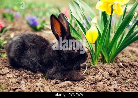 Little Black coniglio bambino seduto tra i fiori di primavera nel giardino in fattoria. Concetto di pasqua Foto Stock