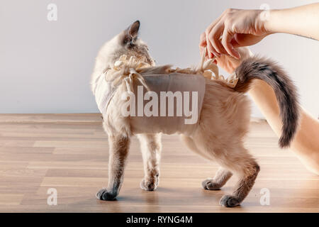 Il proprietario rimuove il bendaggio post-operatorio con un gatto Foto Stock