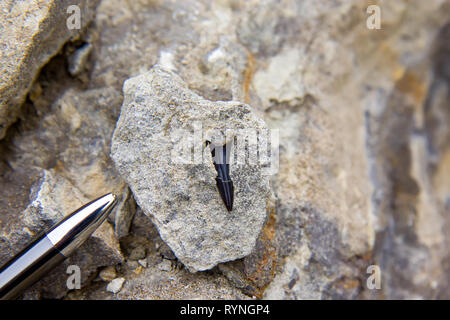 Fossili di denti di squalo nei sedimenti con rapporto di matita Foto Stock