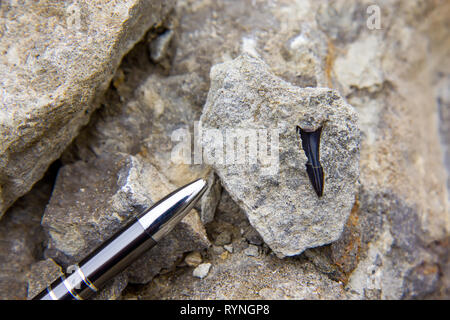 Fossili di denti di squalo nei sedimenti con rapporto di matita Foto Stock