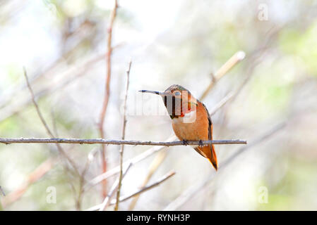 Un maschio Allen Hummingbird appollaiato su un ramo. Solo comune nei boschi di brushy, giardini e prati della costiera CA da Santa Barbara a nord, e s Foto Stock