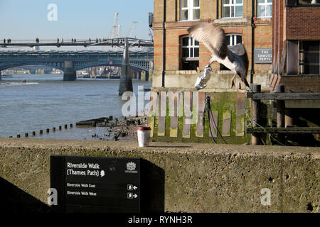 Un gabbiano in volo dei contraccolpi scarti di alimenti da un sandwich con carta stagnola e la vista del millennio Ponte sul Fiume Tamigi Londra Inghilterra KATHY DEWITT Foto Stock