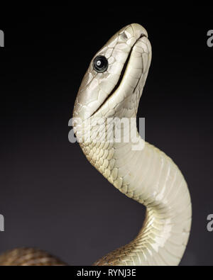 Dendroaspis polylepis / black mamba Foto Stock