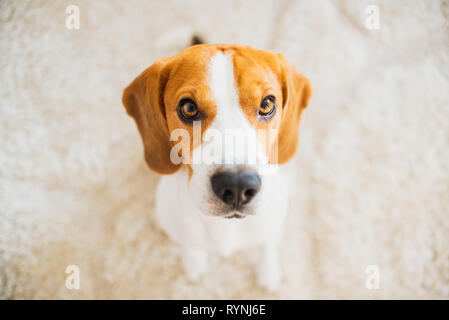 Cane Beagle con grandi occhi si siede e guardando verso la telecamera Foto Stock