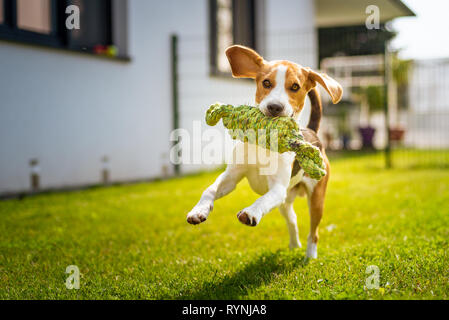 Cane Beagle divertimento nel giardino all'aperto di correre e saltare con la corda del nodo verso la telecamera Foto Stock