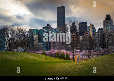 La molla Cherry Blossoms con un orizzonte di New York City Foto Stock