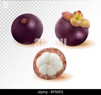 Set di mangosteen immagini. Qualità vettore realistico, 3d illustrazione Illustrazione Vettoriale