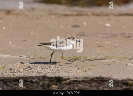 Semipalmated Plover, Charadrius semipalmatus, d'inverno il piumaggio, alimentazione sulla riva; Florida. Foto Stock