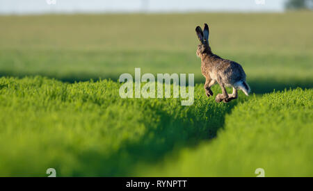 Lepre europea in aria in alto al di sopra del campo verde Foto Stock