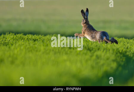 Lepre europea saltando su campo verde al tramonto Foto Stock