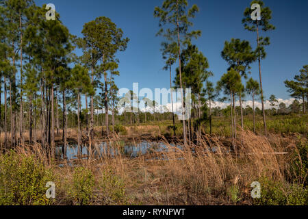 Pine flatwoods e scrub, in Cedar Key Scrub Riserva Statale, con slash pine trees. Florida. Foto Stock