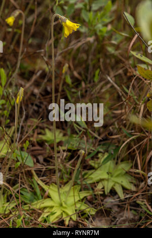 Giallo Butterwort, Pinguicula lutea in fiore nel bosco, West Florida. Foto Stock