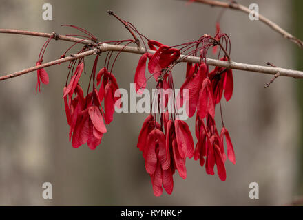 Rosso acero Acer rubrum nella frutta in inverno, con bel rosso samaras. Florida. Foto Stock