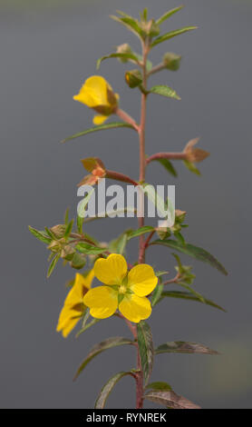 Primula peruviano-willow, Ludwigia peruviana, in fiore sul margine del lago, Florida. Introdotta dal Sud America. Foto Stock