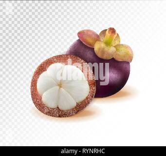 Mangostani regina dei frutti, mangosteen su sfondo trasparente. Qualità vettore realistico, 3d illustrazione Illustrazione Vettoriale