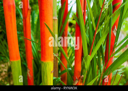 Rosso Ceralacca Palm a/k/un rossetto Palm Bamboo, Cyrtostachys renda, rosso vivo gli stocchi e fronde di verde. Foto Stock