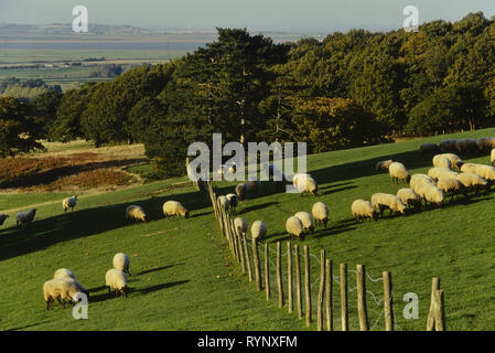 Pecore al pascolo, North Downs Way, Kent, England, Regno Unito Foto Stock