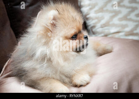 Carino Pomerania cucciolo di cane che giace sul golden satin cuscino sul letto. Ritratto di profilo. Foto Stock