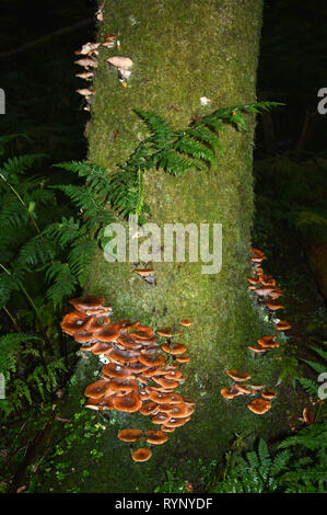 Funghi sul tronco di un albero nella foresta glenashdale isola di Arran Foto Stock