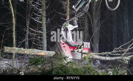 Un log harvester il taglio dei logs sul bosco durante il tempo di notte stagione invernale Foto Stock