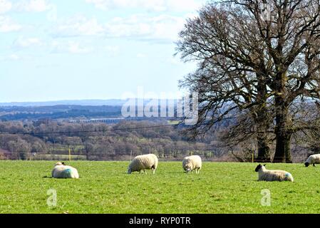 Southdown pecore al pascolo in un campo su una soleggiata giornata di primavera vicino Balcombe Sussex England Regno Unito Foto Stock