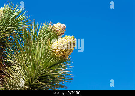 Joshua Tree Flower Bloom Foto Stock