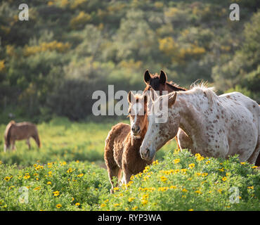 Un puledro e sua madre in un verde prato Foto Stock