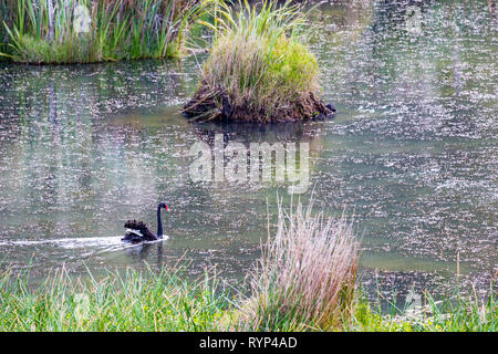 Black Swan grazia Foto Stock