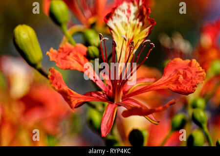 Fiori di Primavera in Giordania 01 Foto Stock